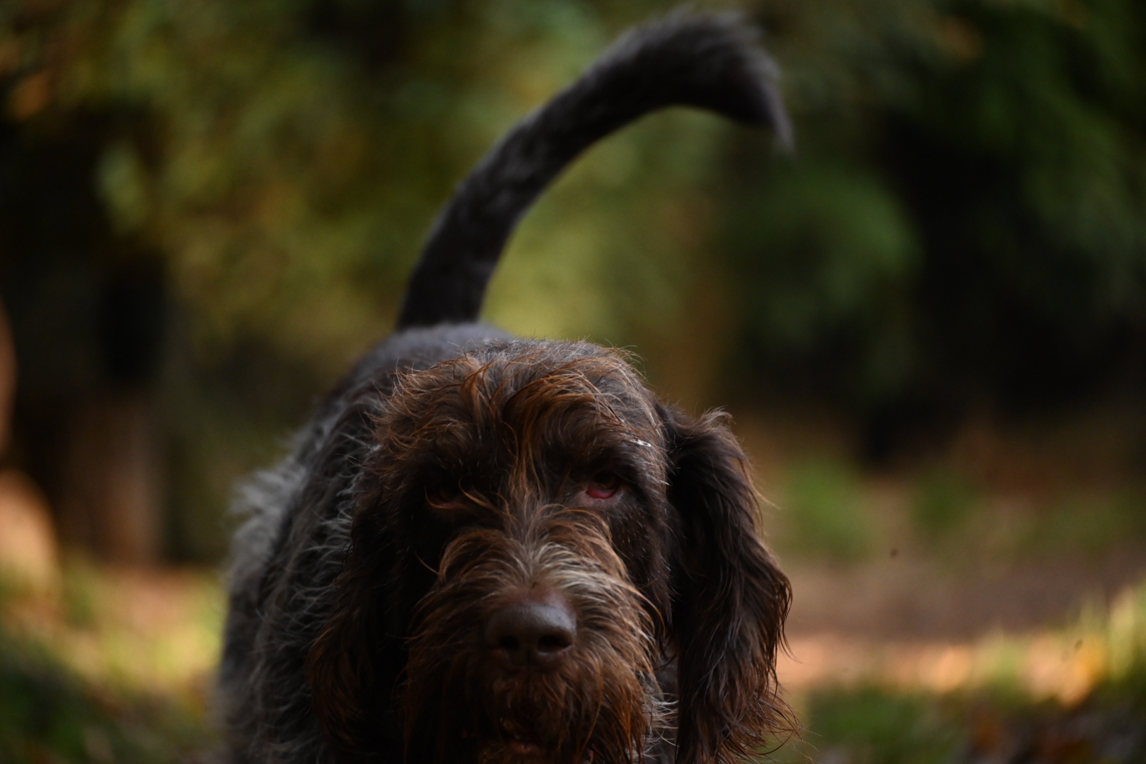 Hund auf dem Gelände am Ramsbach