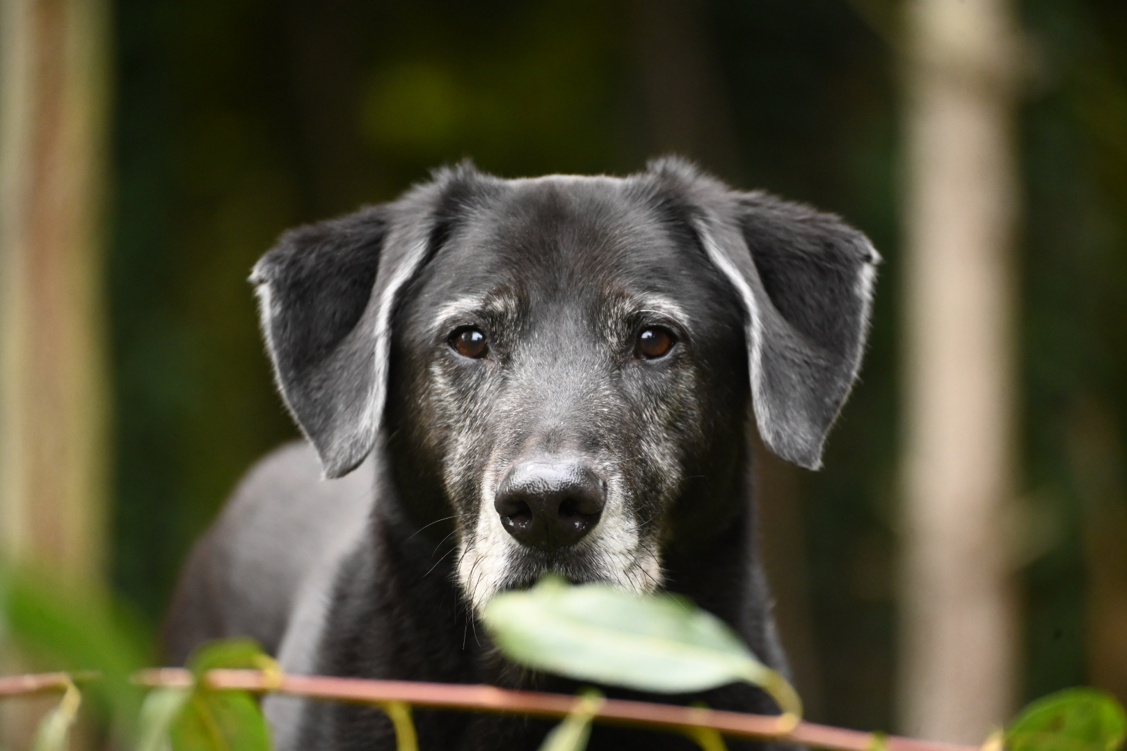Älterer schwarzer Hund im Wald