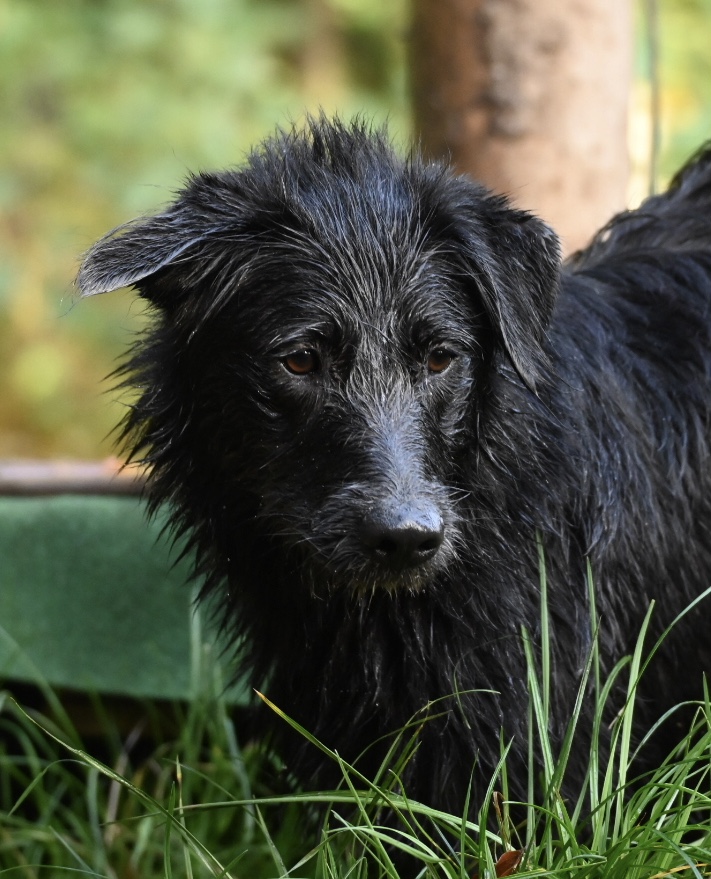 Schwarzer Hund im nassen Fell