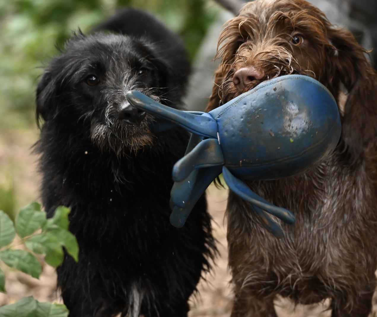Zwei Hunde mit Spielzeug