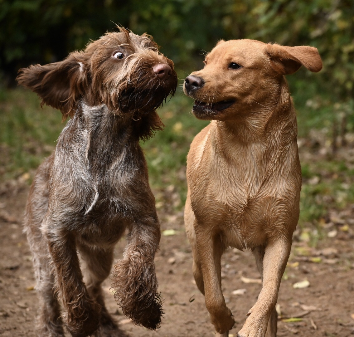 Zwei Hunde im Spiel auf dem Gelände