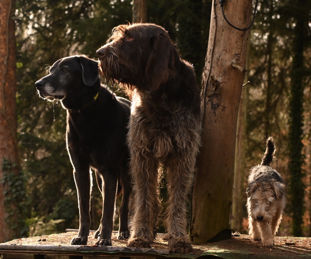 Drei Hunde auf dem Gelände im Keltental