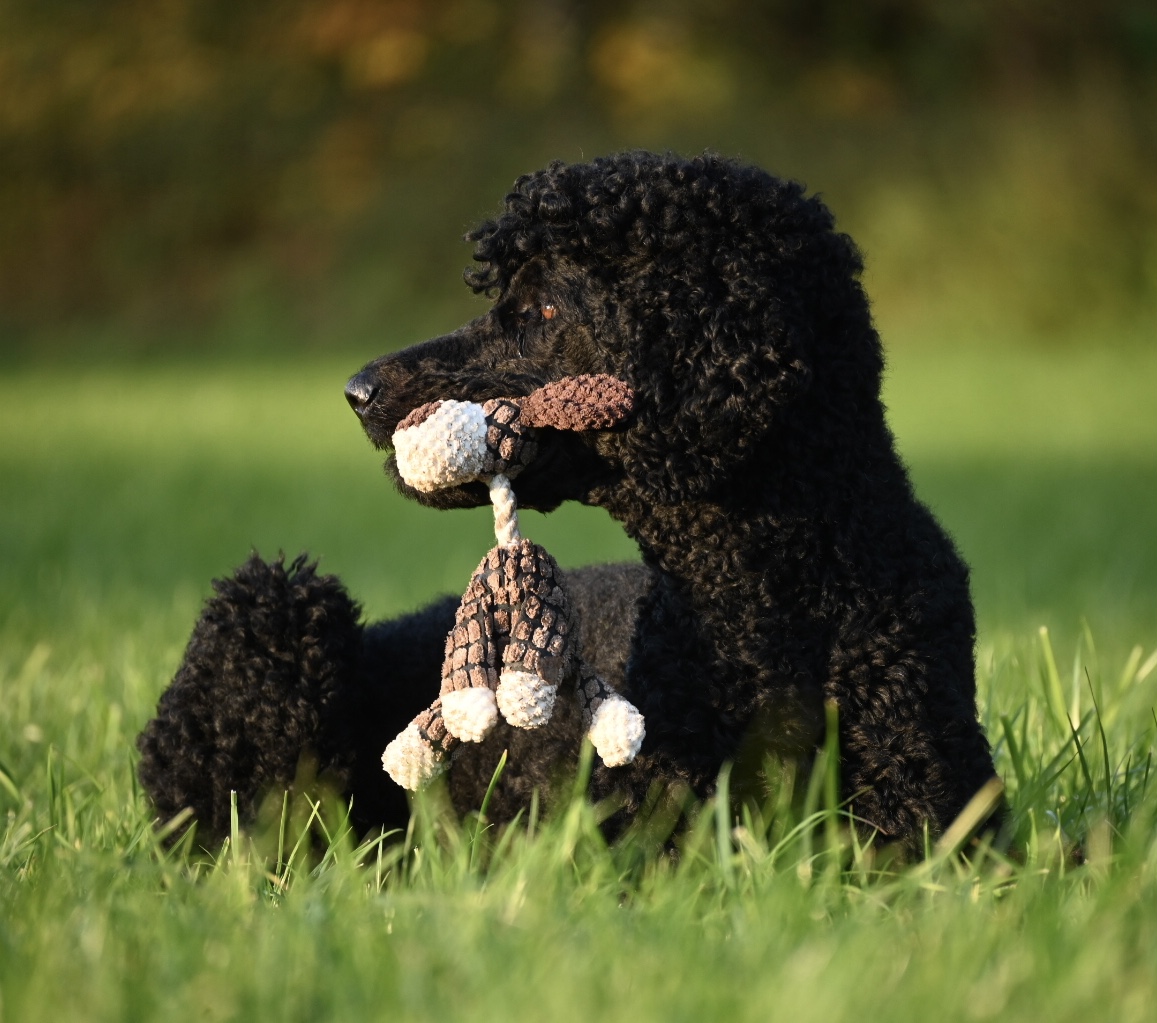 Pudel mit Spielzeug auf der Wiese